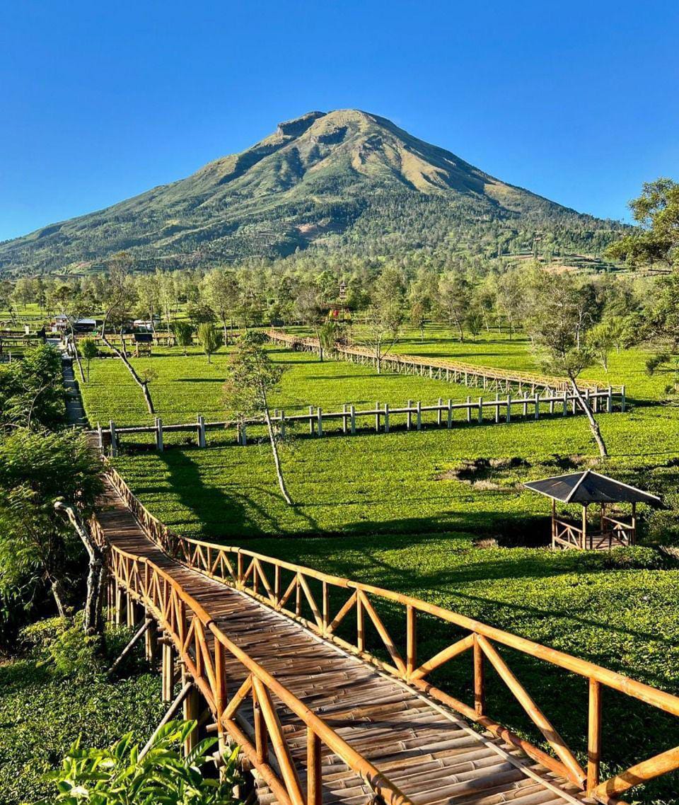 Hamparan hijau perkebunan teh di Kebun Teh Wonosari dengan rangkaian tanaman teh yang tertata rapi di perbukitan dan udara segar khas dataran tinggi.